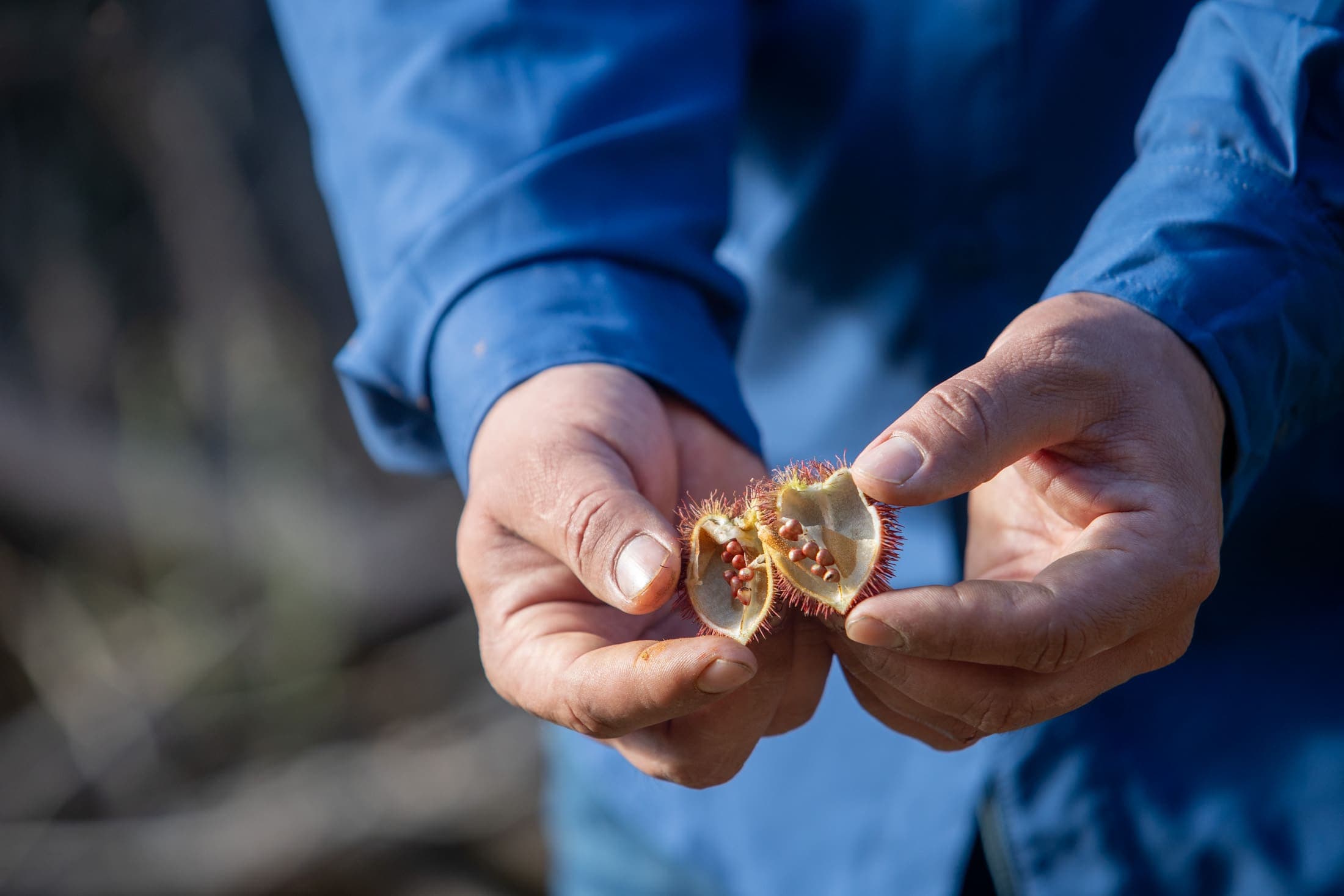 Achiote fruit in hands — biodiversity of the Dos Robles agroforestry system