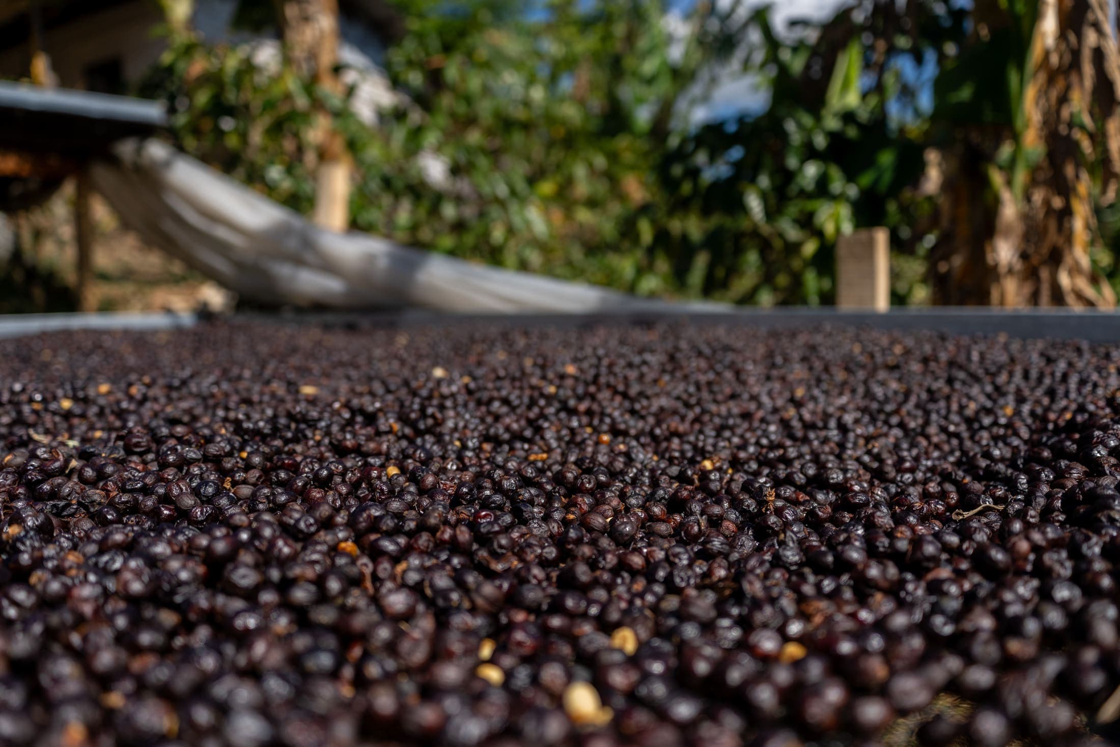 Kenya SL-28 lot — Natural process drying on patio, Naranjo
